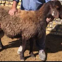 بره قوچ همو