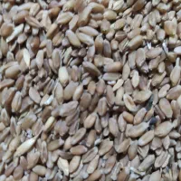 فروش گندم بذری|گل و گیاه طبیعی|بندر ترکمن, |دیوار