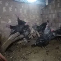 بوقلمون محلی