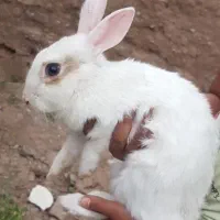 خرگوش حامله