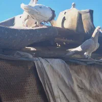 گمشده|حیوانات|کرمان, |دیوار