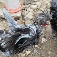 مرغ و خروس لهستانی اصیل|حیوانات مزرعه|سورک, |دیوار