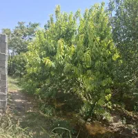 باغ ۸۵۰۰ متری تهاتر با آپارتمان و ماشین|فروش زمین و ملک کلنگی|رباط‌کریم, منجیل آباد|دیوار