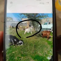 دزدیده شده|حیوانات|اندیمشک, |دیوار