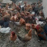 فروش تخم مرغ نطفه دار و خراکی