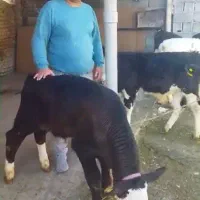 گوسالع قطع شیر|حیوانات مزرعه|فرمهین, |دیوار