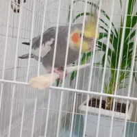 عروس هلندی دستی سخنگو