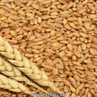 بذر گندم آبی و دیم|خدمات باغبانی و درختکاری|میانه, |دیوار