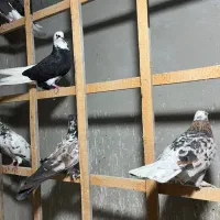 کبوتر