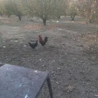 خروس محلی جوان|حیوانات مزرعه|نقده, |دیوار