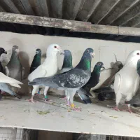 کفتر زدخوردی