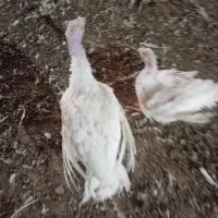 بوقلمون گوشتی