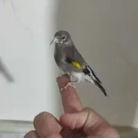 سهره نر گل انداخته