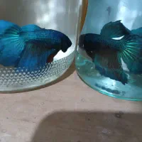 ماهی فایتر کلکسیونی