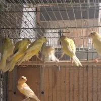 قناری . طوطی برزیلی