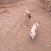 معاوضه ندار