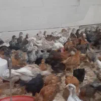 جوجه|حیوانات مزرعه|مریوان, |دیوار