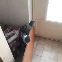 کفتریاکبوتر|پرنده|تهران, بهارستان|دیوار