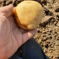 اجاره ۹هکتارونیم زمین مرغوب  بارانی برا کاشت پیاز|اجارهٔ دفتر صنعتی، کشاورزی، تجاری|روانسر, |دیوار