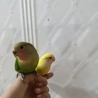 یک جفت طوطی برزیلی صورت هلویی کاملا دستی