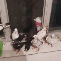 هفت تا کفتر درشت و زیبا