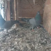 یک جفت سبز  عالی