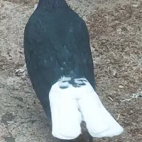 کبوتر های نقش و رنگ عالی|پرنده|تهران, وحیدیه|دیوار