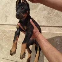 توله دوبرمن اروپایی نر و ماده (فی۱۵م)|سگ|تهران, جنت‌آباد مرکزی|دیوار