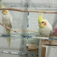 عروس هلندی