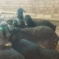 دوتابره ماده سبک