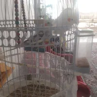 عروس هلندی|پرنده|مشهد, خرم آباد|دیوار