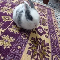 خرگوش لپ|موش و خرگوش|تهران, دولاب|دیوار