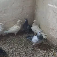 هشت عدد کبوتر هم پرشی هم جفتی همه گرفتنی|پرنده|دشتابی, |دیوار