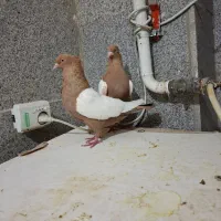 یک جفت سینه زرد ۲ جفت ساده هفرنگ