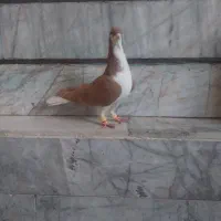 کبوتر کفتر|پرنده|اقبالیه, |دیوار