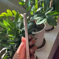 آیفون ۱۳ نرمال ۲۵۶ گیگ|موبایل|یزد, |دیوار