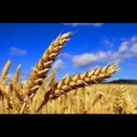 فروش گندم دیم