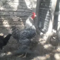 تعدادی مرغ وخروس وجوجه
