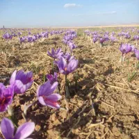 فروش گل زعفران