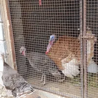 بوقلمون بالغ و تخمگذار