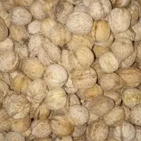 گردو درجه یک سرحد (یاسوج)