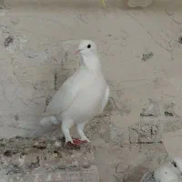 کبوتر قزقن سالم|پرنده|باسمنج, |دیوار