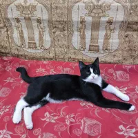 گربهٔ‌تاکسیدو گم شده