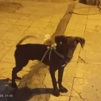 سگ پارسا جوان چهارماه هست|سگ|بندر کنگان, |دیوار