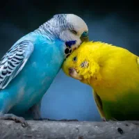 مرغ عشق جفت با بچه