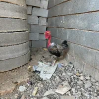 بوقلمون/مرغ وخروس محلی اذان گو‌ ارگانیک گردن گلابی