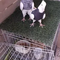 کبوتر طوقی|پرنده|خمینی‌شهر, |دیوار