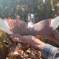 کفتر گلباف تاکرمان میارم براتون|پرنده|گلباف, |دیوار