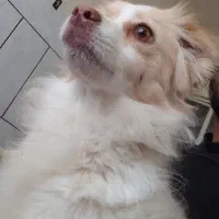 سگ اشپیزپاپی کوچیک