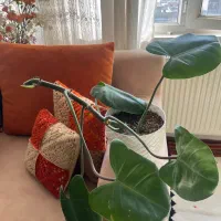 گل های شاداب|گل و گیاه طبیعی|شیراز, لاله|دیوار